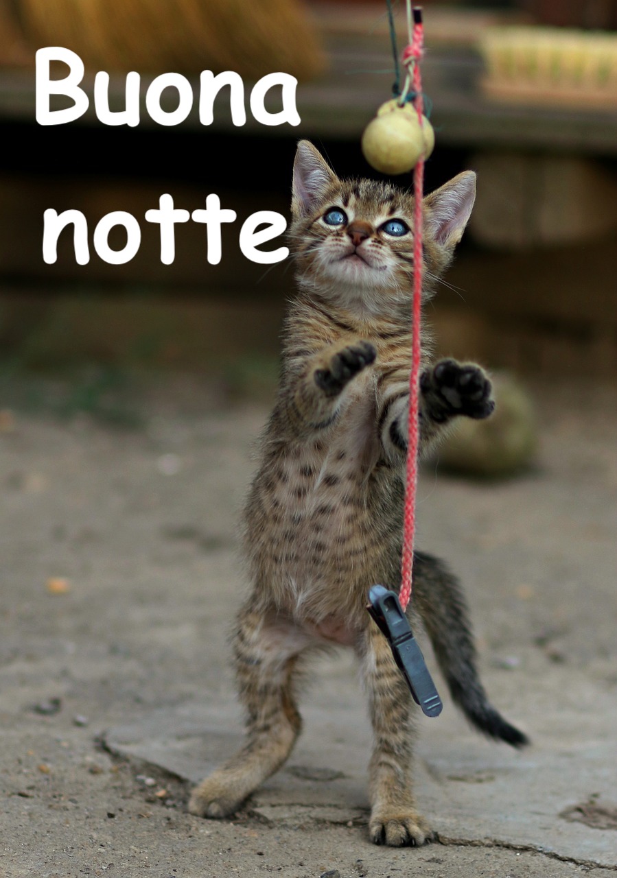 un gattino divertente su due zampe gioca con una corda e delle palline 